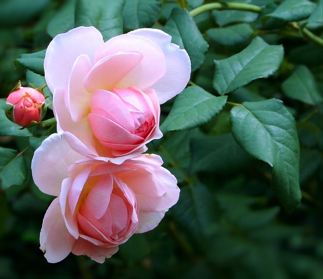 rose Rose bourgeon